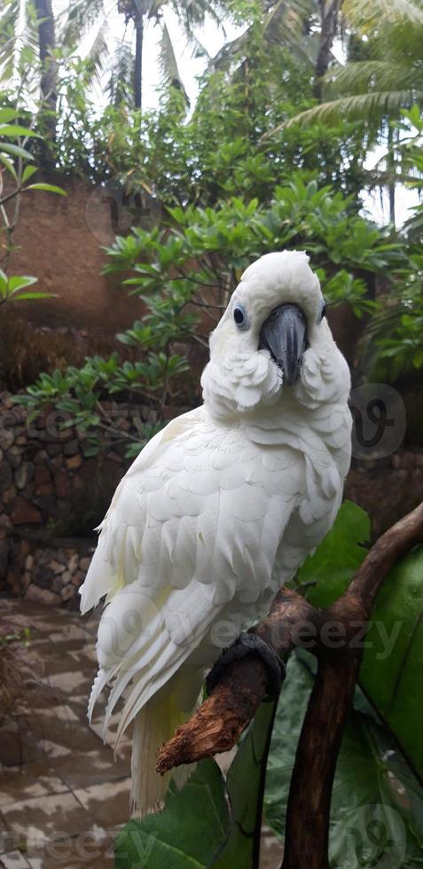 ein weißer Vogel sitzt auf einem Baumstamm foto