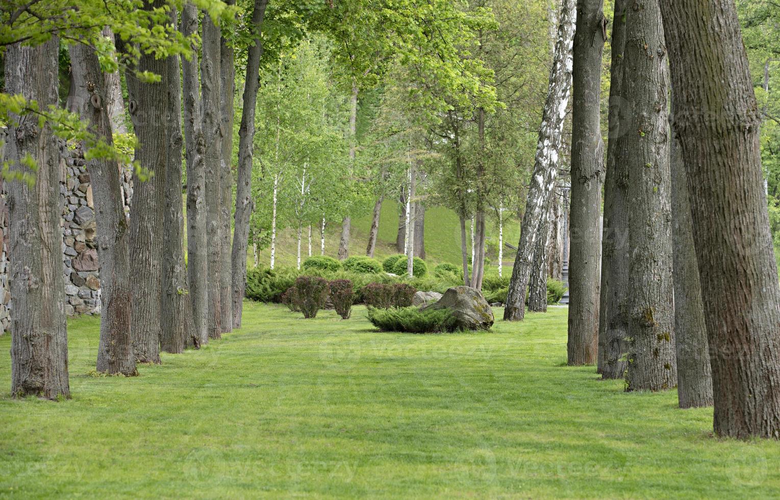 Eichenallee im Park mit schöner grüner Rasenfläche - ausgezeichneter Naturpavillon foto