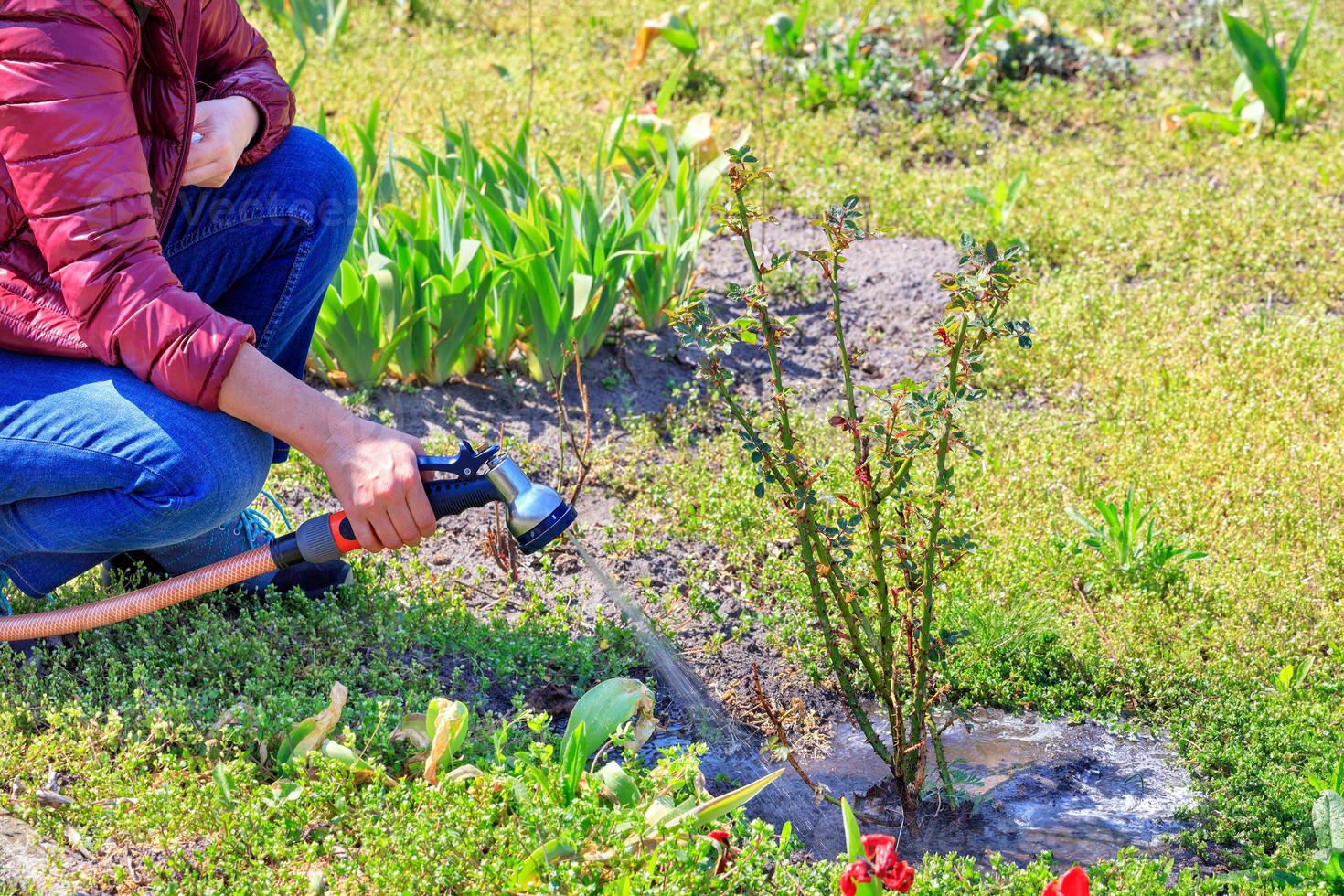 Ein Gärtner bewässert einen Rosenstrauch in einem Frühlingsgarten mit einem Wassersprinkler. foto
