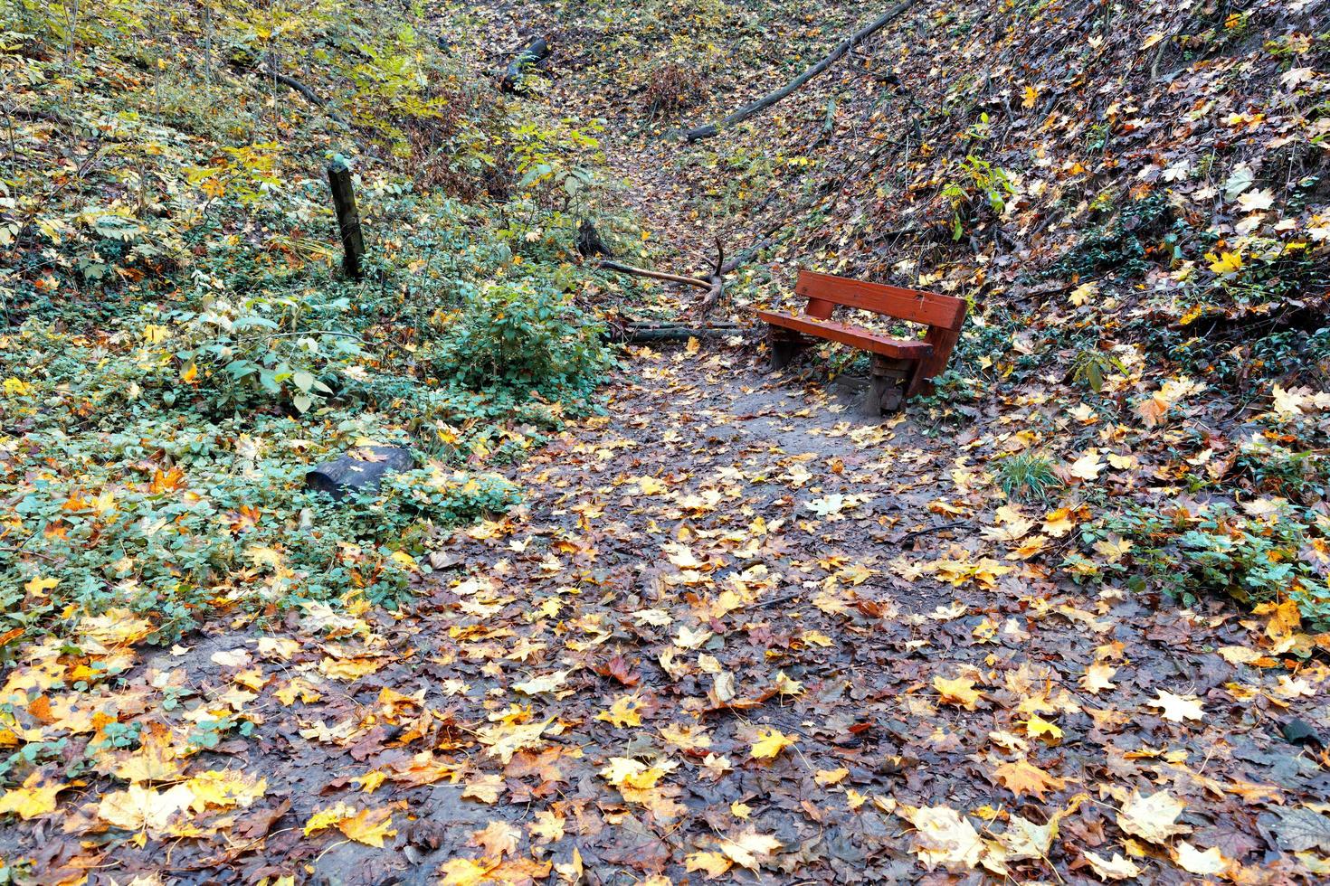 ein Waldweg ist mit Laub übersät und führt zu einer alten Bank. foto