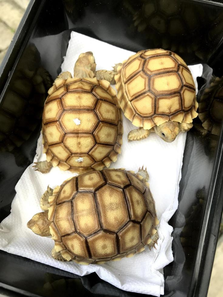 drei Schildkröten in einer durchsichtigen Würfelbox foto