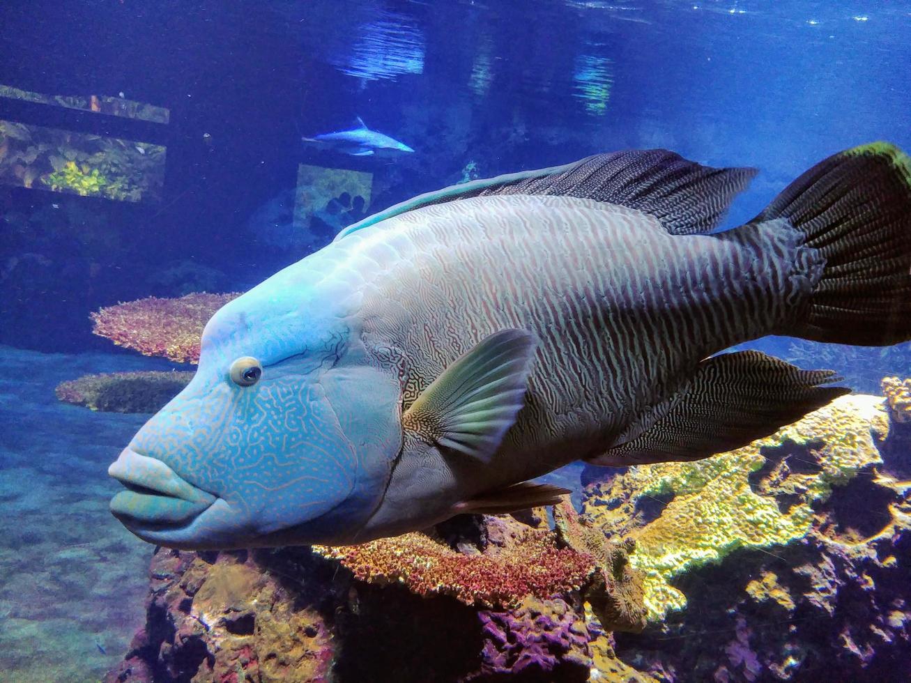 ein einzigartiger farbiger Fisch in einem klaren Aquarium foto