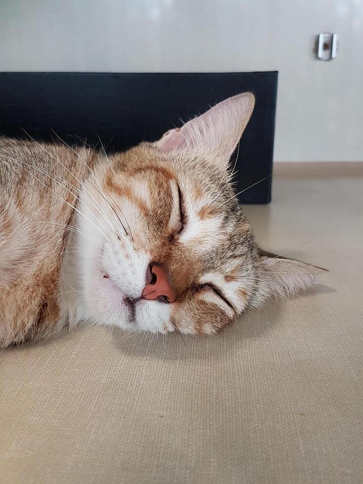 eine schlafende Katze mit einem lustigen Gesicht foto