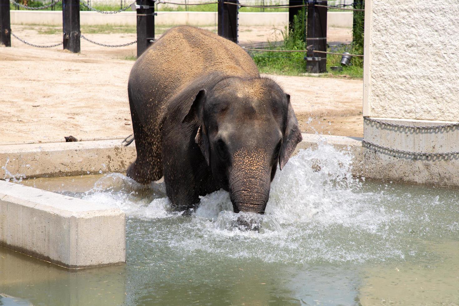 ein Elefant badet und trinkt Wasser in einer Badewanne foto