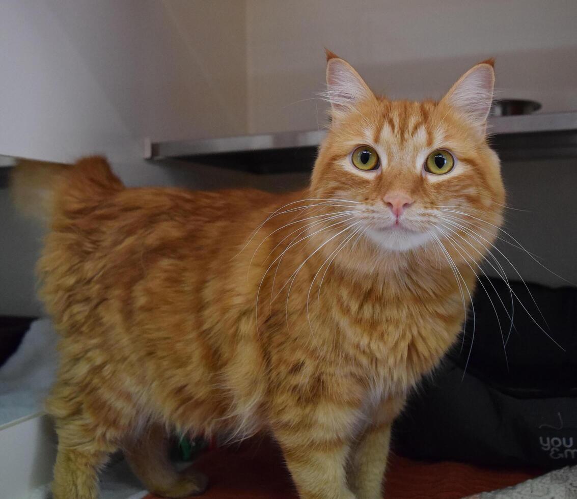 orange Katze steht auf dem Bett mit Bewegung bl foto