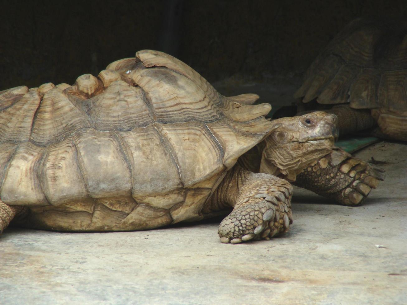 eine braune schildkröte hält sich unter der höhle auf foto