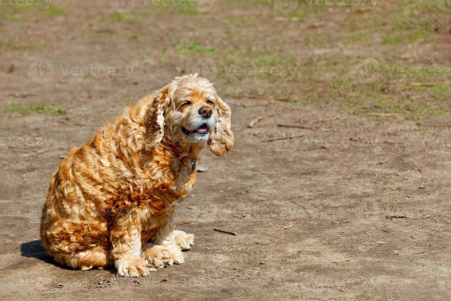 Hund English Cocker Spaniel sitzt und blinzelt in der hellen Sonne. foto