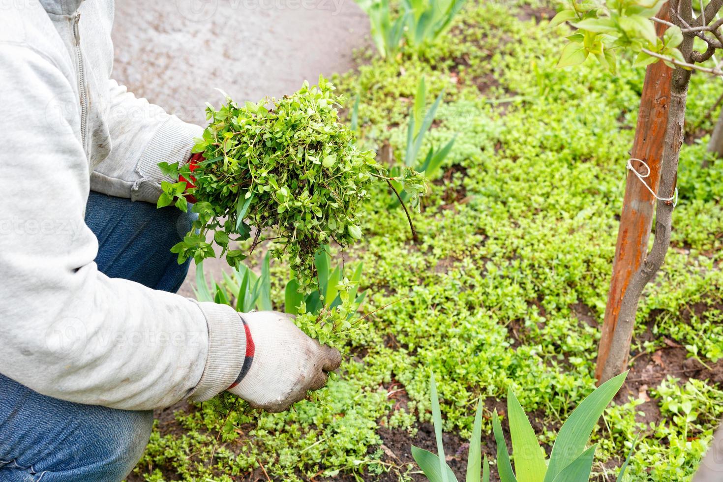 Ein Bauer mit Leinenhandschuhen entfernt Unkraut aus einem Blumenbeet im Garten. foto