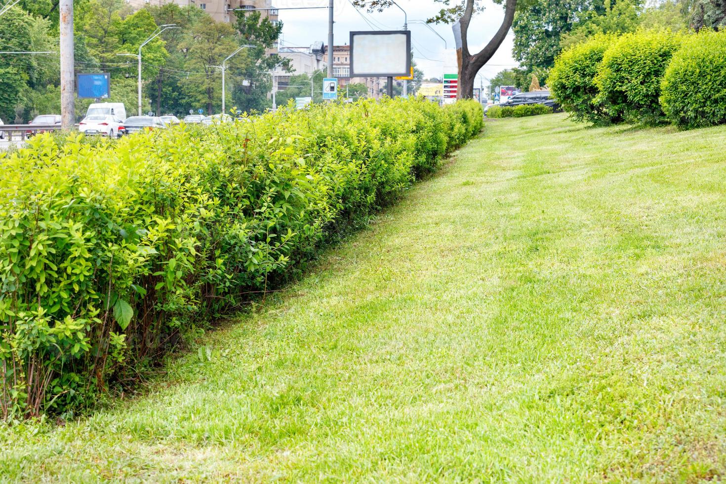 ein grüner Rasen mit getrimmtem Gras und üppigen Büschen entlang einer stark befahrenen Stadtstraße. foto