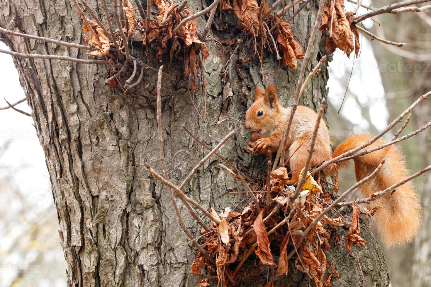ein kleines orangenes eichhörnchen sitzt im herbst im park auf einem baum und knabbert an einer walnuss. foto