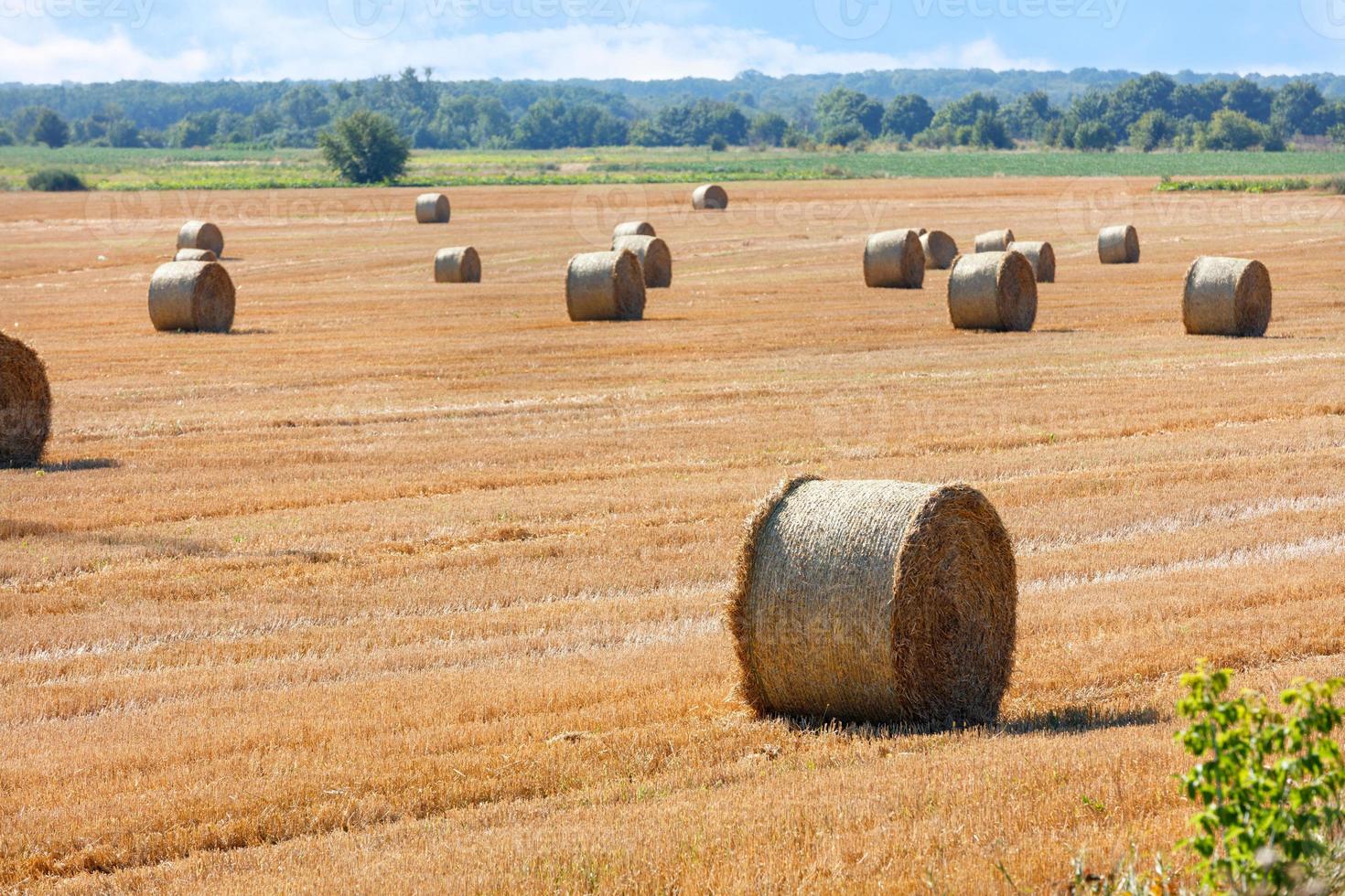 große Strohballen werden nach der Ernte vor einem weiten Feld und einem trüben grünen Horizont verstreut. foto