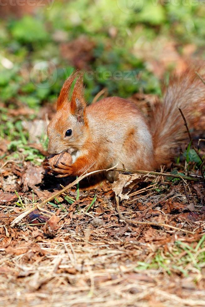 Ein orangefarbenes Eichhörnchen hält eine Walnuss in den Pfoten und nagt sie vor einem Hintergrund aus grünem Gras in Unschärfe. foto