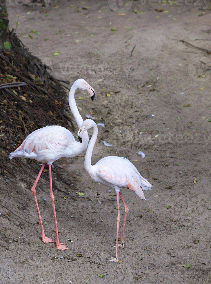 Porträt eines schönen Paares junger rosa Flamingos foto