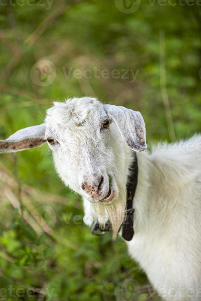 weiße Ziege auf dem Feld in einem Dorf hautnah. foto