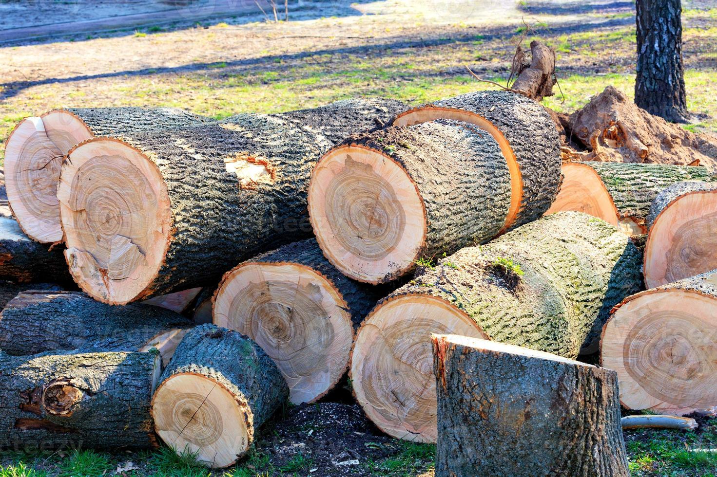 der abgeschnittene Stamm eines großen kranken Baumes in einem Stadtpark. foto