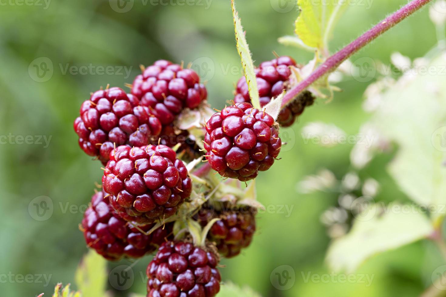 Zweig der reifen Brombeerbeeren Nahaufnahme im Garten foto