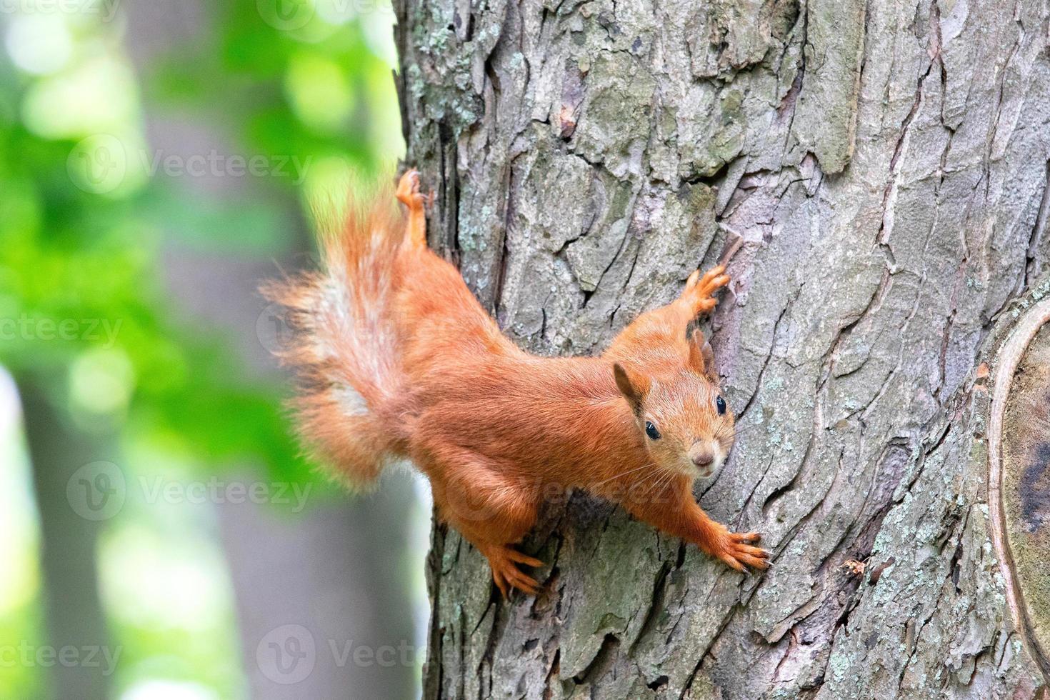 Ein orangefarbenes Eichhörnchen schaut vorsichtig nach vorne und klammert sich an einen Baumstamm. foto