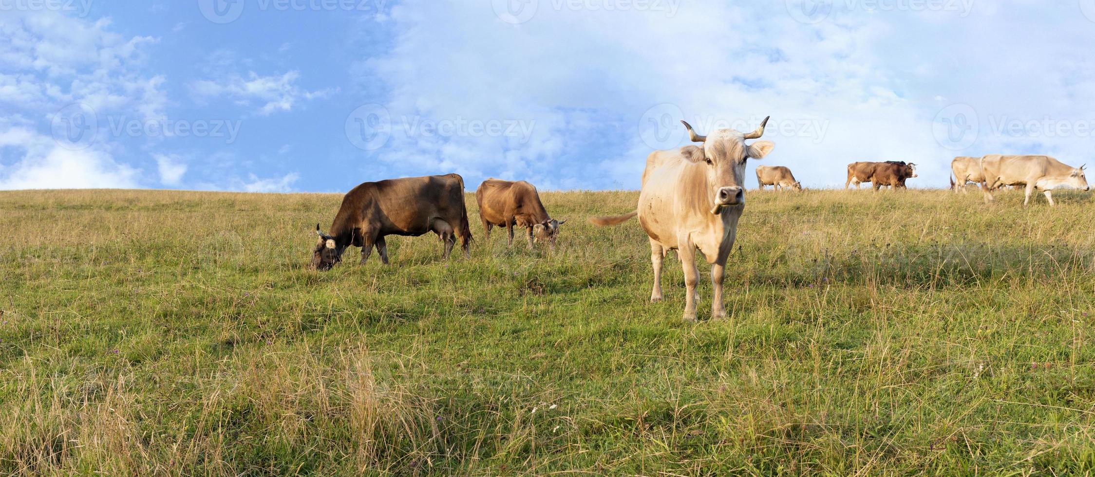 eine Herde Kühe, die auf einem Hügel mit grüner Bergwiese weiden lassen foto