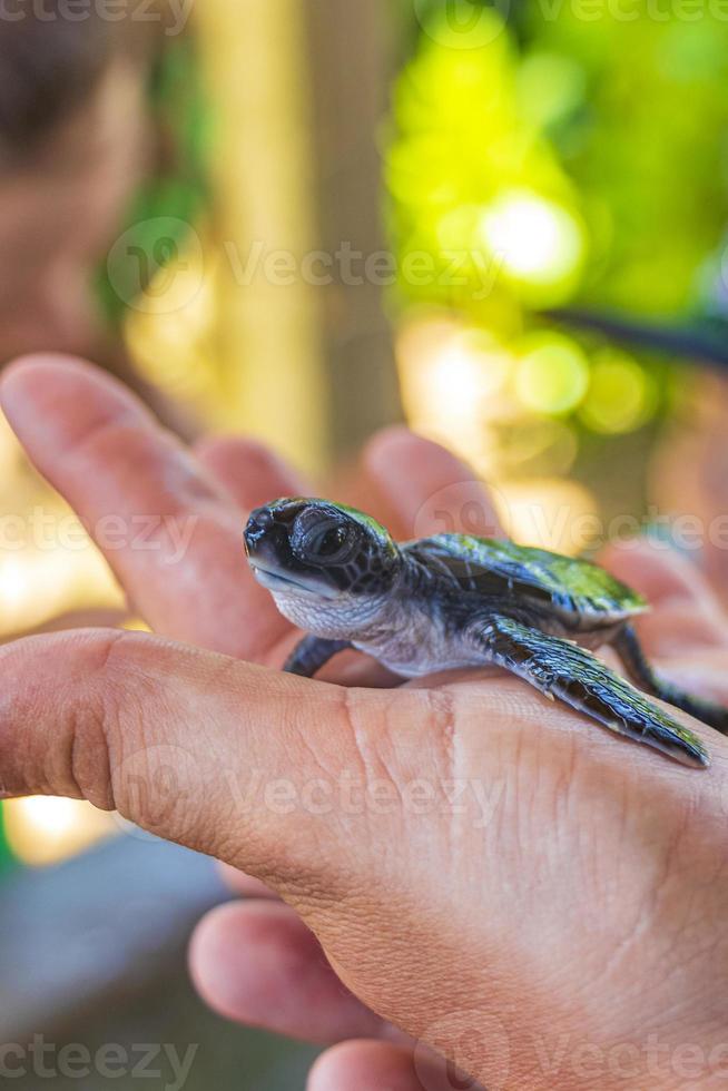 süßes schwarzes schildkrötenbaby auf den händen in bentota sri lanka. foto