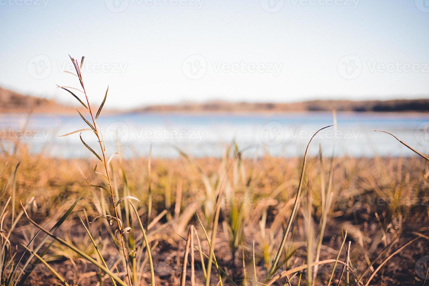 trockenes Gras im Herbst im Sumpf neben dem Fluss im Westen von Wisconsin. hell leuchtende Farben aus dem Laub. Die Natur bereitet sich auf die nächste Saison vor. foto