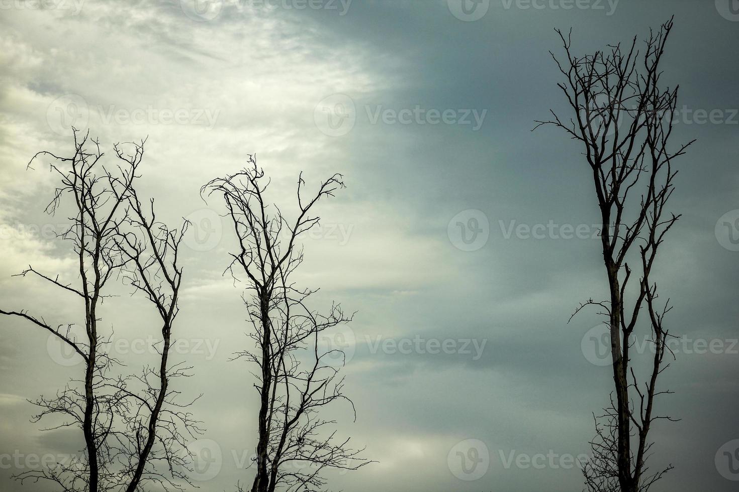 kahle Baumsilhouette gegen den Himmel. blattloser Baum. foto