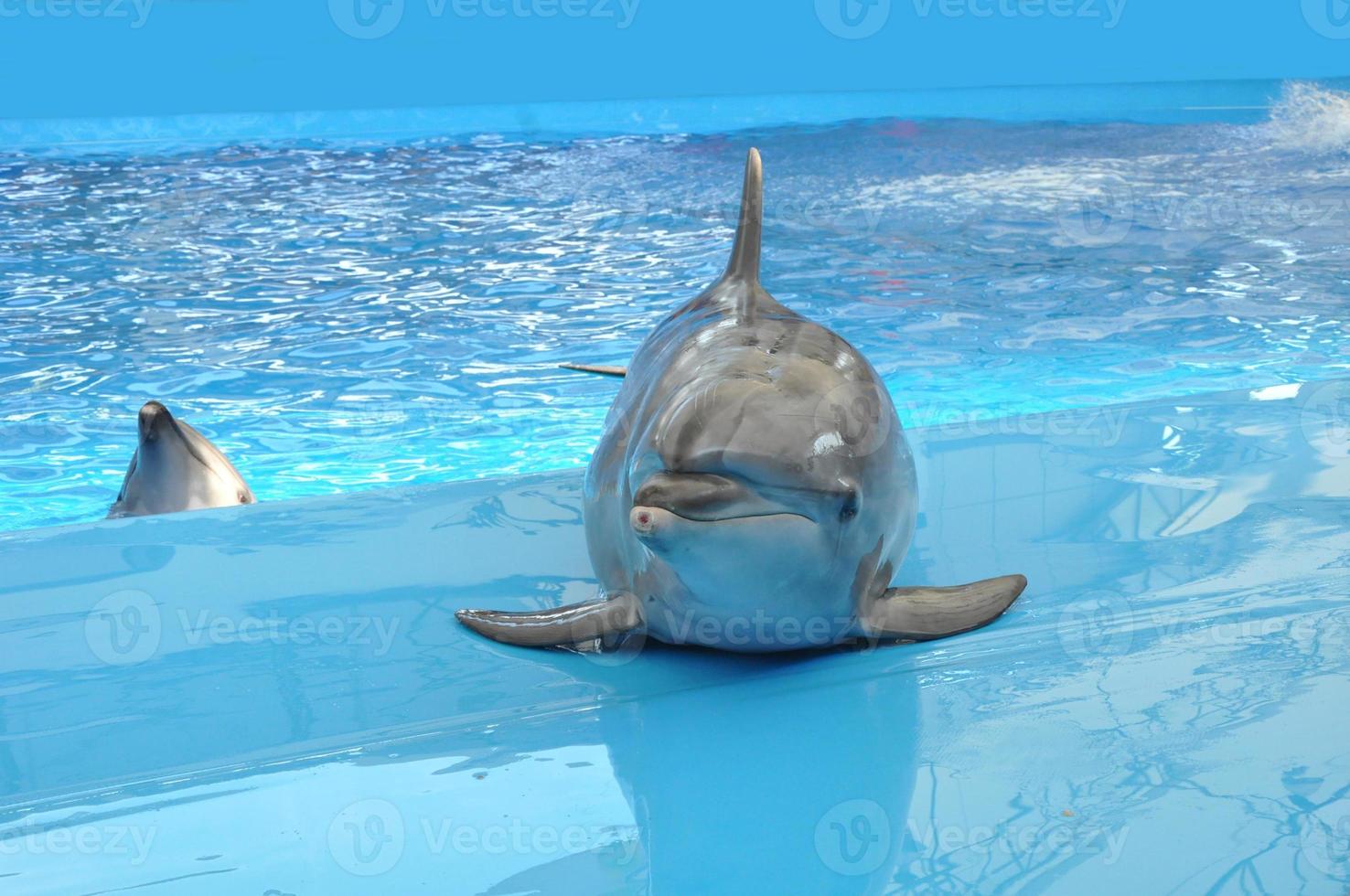 Delfine schwimmen in der Pool-Nahaufnahme foto