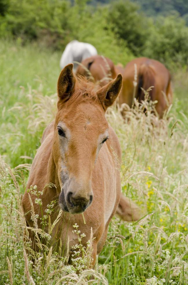 Wildpferde auf dem Feld foto