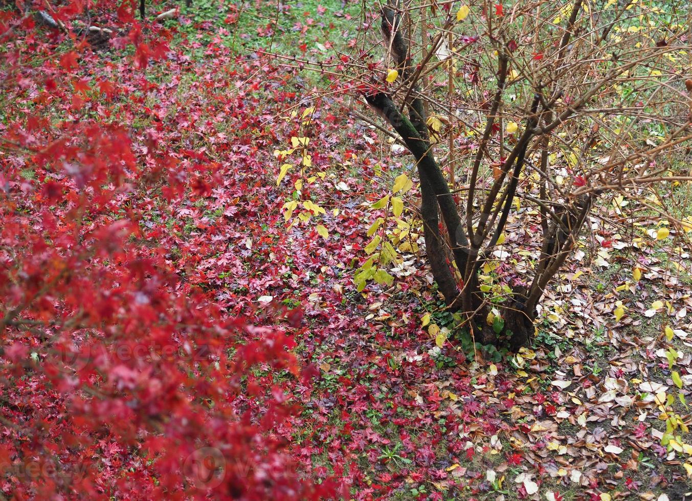 rote Blätter Textur Hintergrund foto