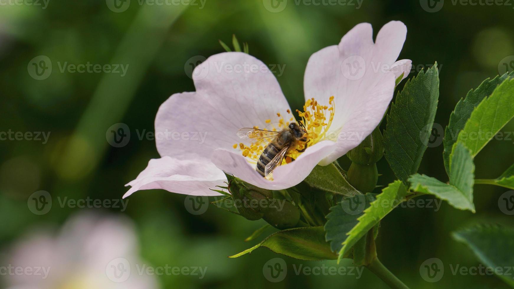 Detaillierte authentische Aufnahme einer Biene, die Pollen von einer blühenden Blume sammelt. Konzept der Natur, Ökologie, Arbeit. natürliches rohes Foto einer fleißigen Biene.