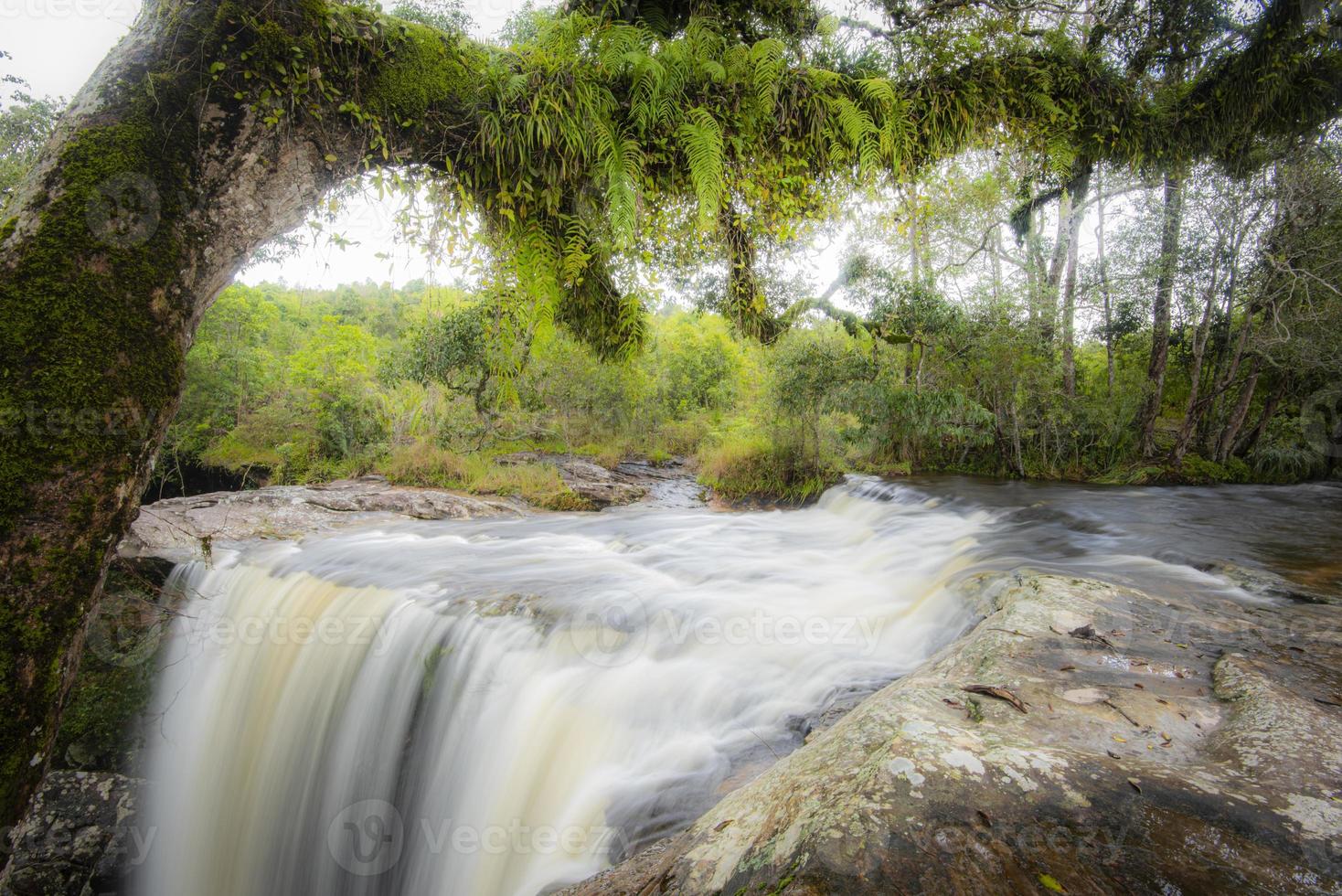 der dschungelgrüne baum und pflanzendetail natur im regenwald mit moosfarn auf den felsen und bäumen wasserfälle wasserfälle, die aus den bergen fließen - schöner waldwasserfall thailand foto