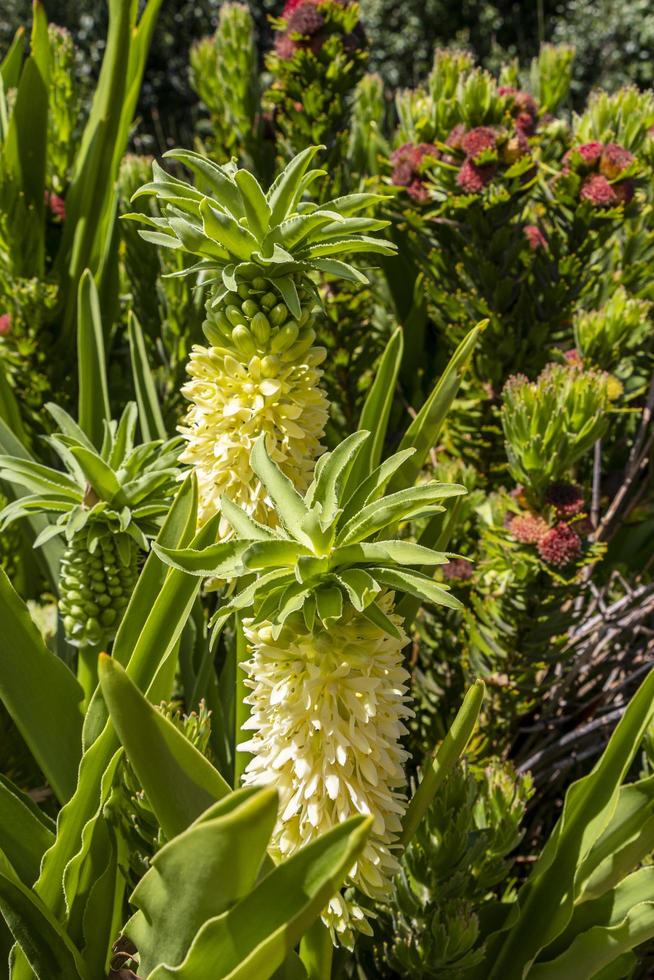 Gelbgrüne Blumenpflanzen, Kirstenbosch National Botanical Garden. foto