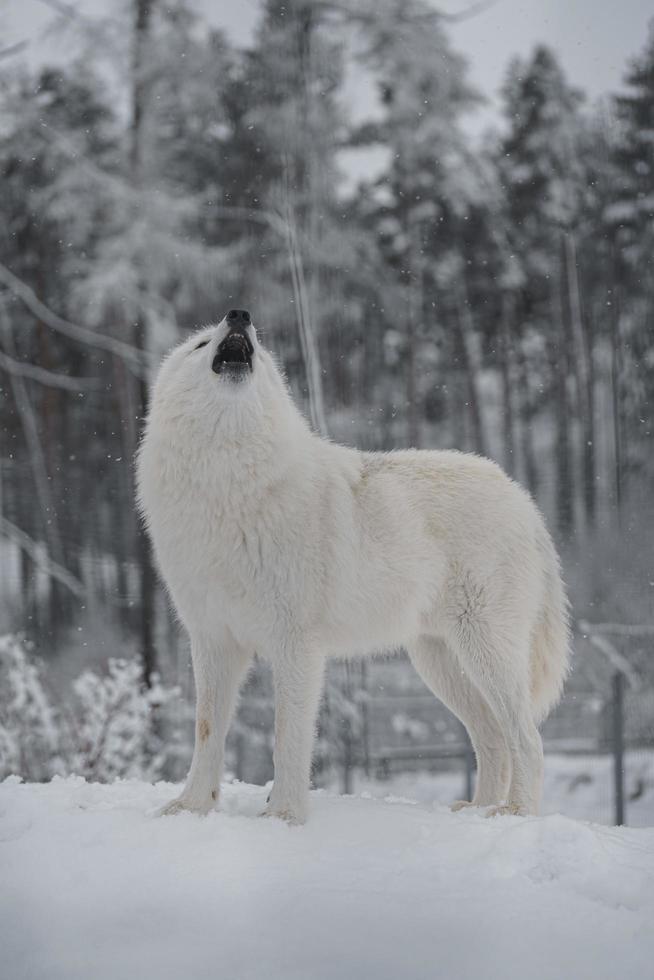 Polarwolf heult im Winter foto