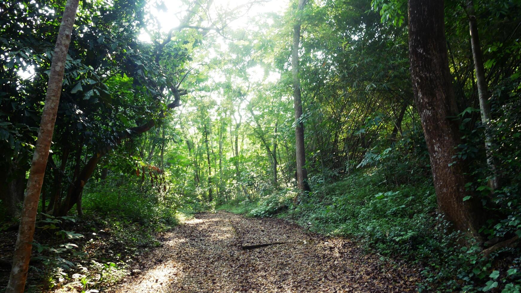 Landschaft im Dschungel Asiens foto