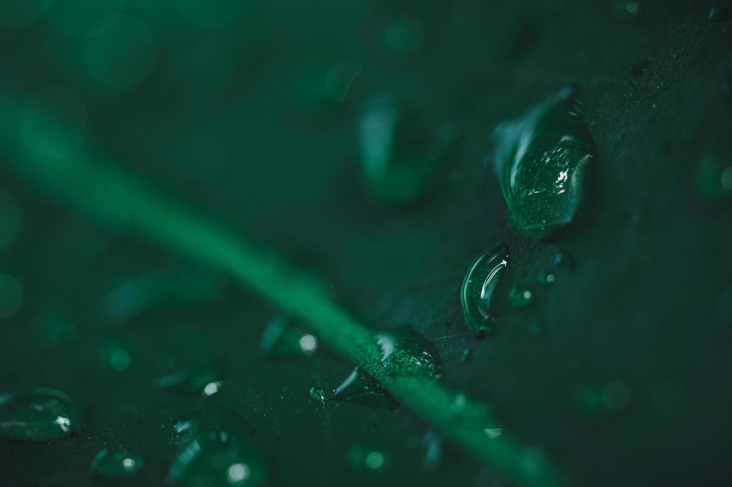 Makro-Wassertröpfchen auf Blättern lieben die Umwelt foto