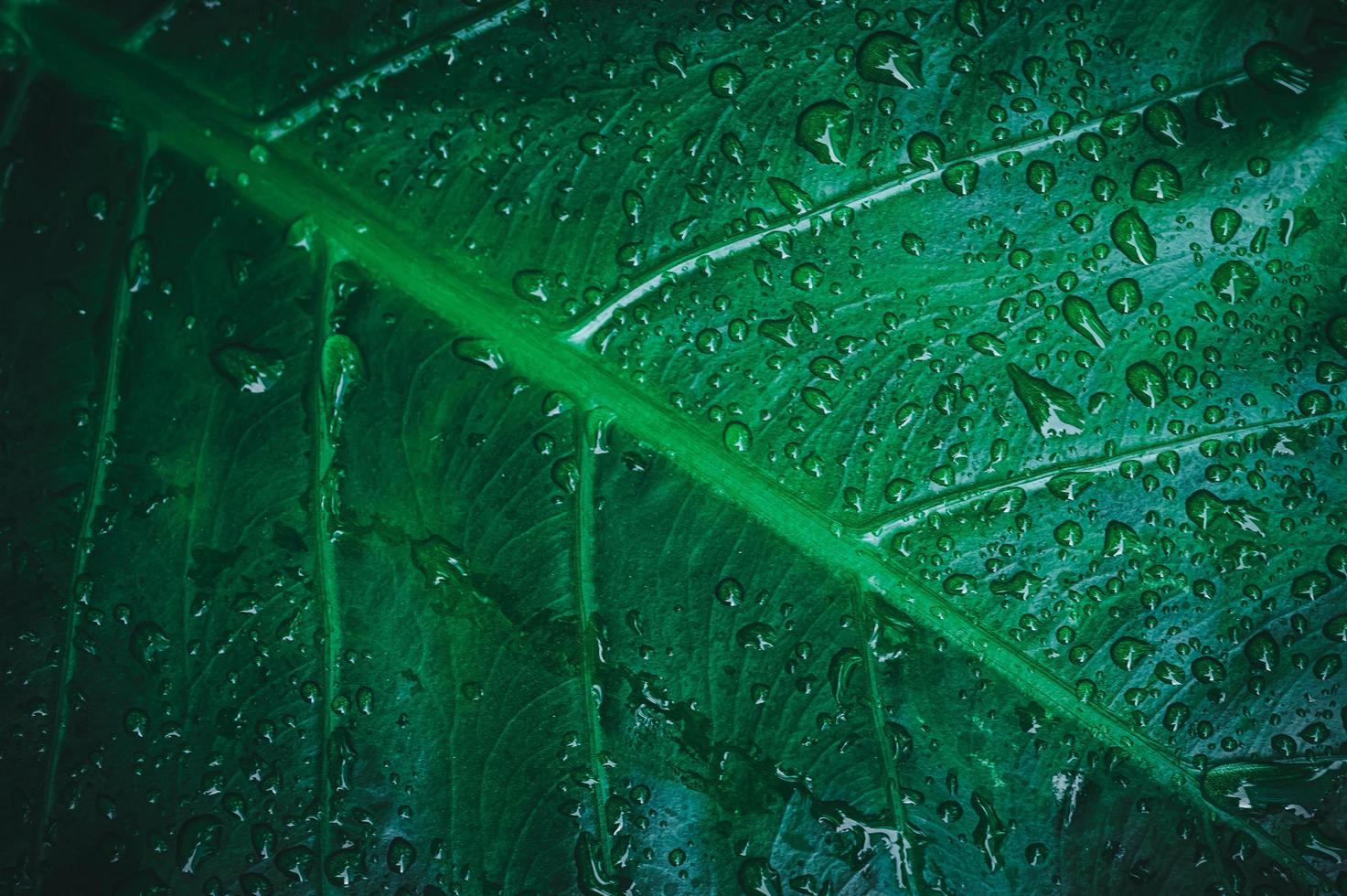 Makro-Wassertröpfchen auf Blättern lieben die Umwelt foto