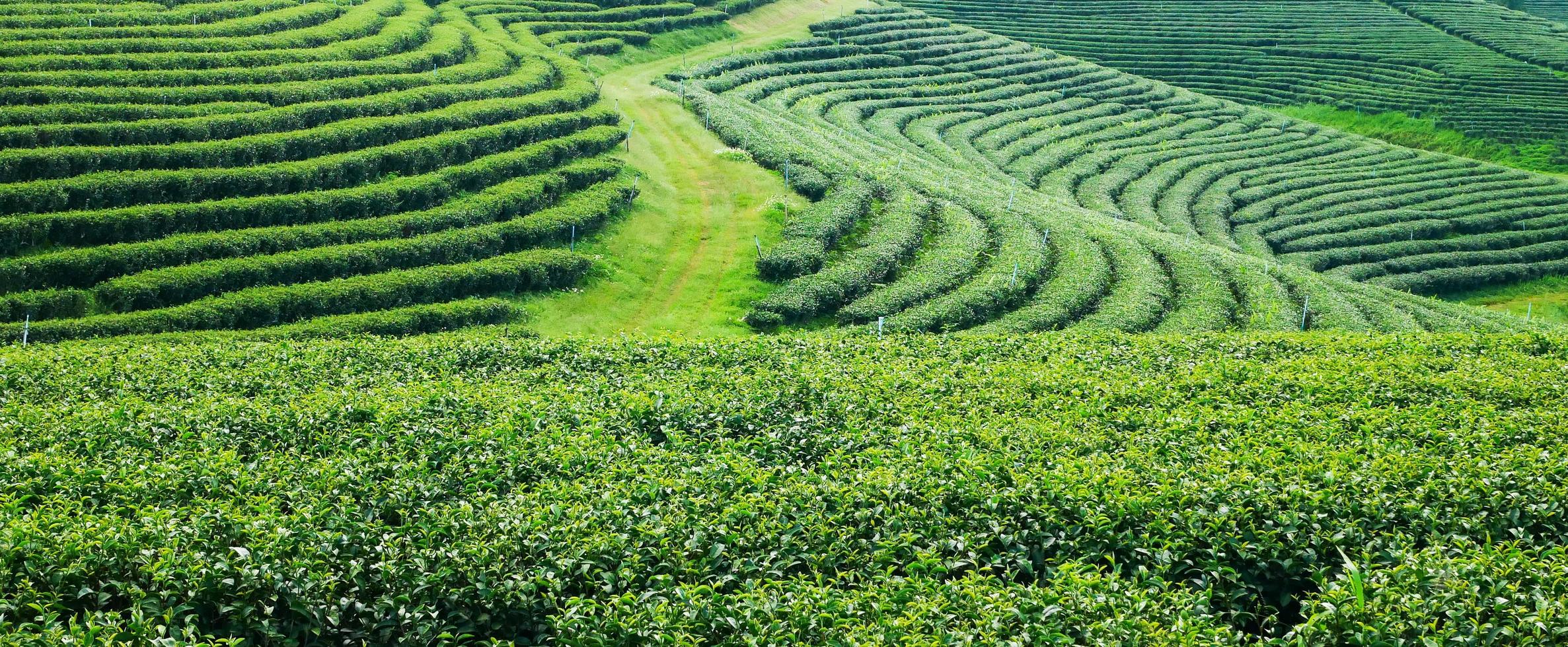 Landschaftsteeplantagen in Nordthailand foto