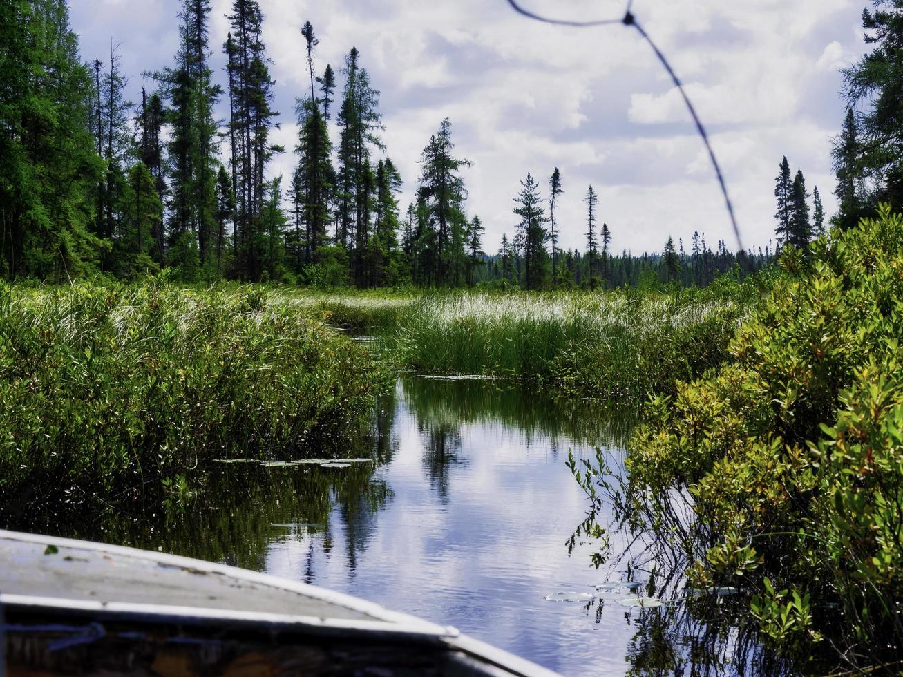 das ruhige Wasser eines Sumpfes. foto