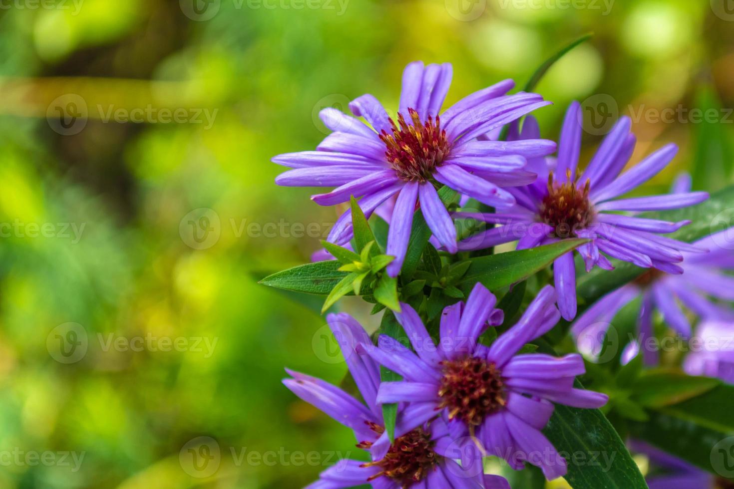 Asterblume, schöne blaue Herbstblumen. foto