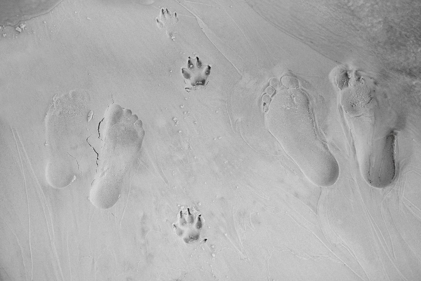 Fußabdrücke von menschlichen Füßen und Hundepfoten auf Strandsand foto