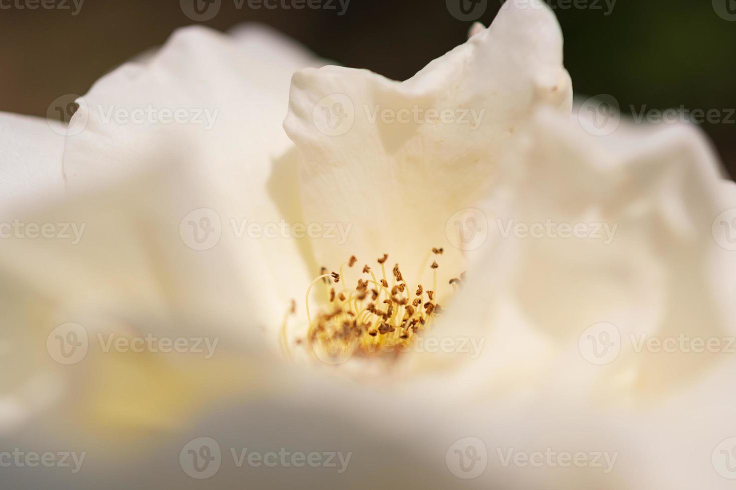 wilde Schönheitsblume mit Nektar, die in der Feldlandschaft blüht foto