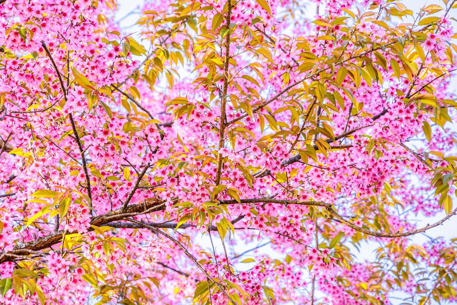 wilde Himalaya-Kirschblüte. foto