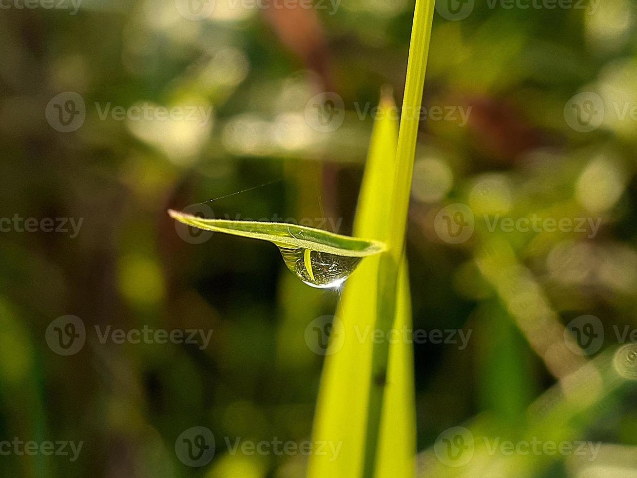 Nahaufnahme von Wassertropfen auf Blatt foto