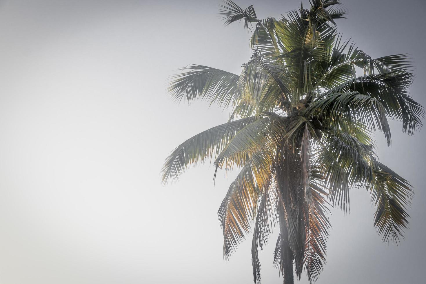 Kokospalme mit weißem Hintergrund. foto