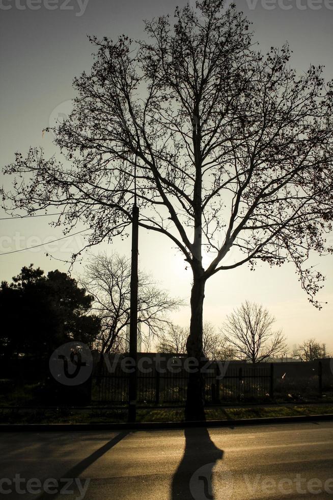 ein kahler Baum, der harte Schatten auf die Straße wirft. Silhouette eines kahlen Baumes mit schwarzem Schatten. foto