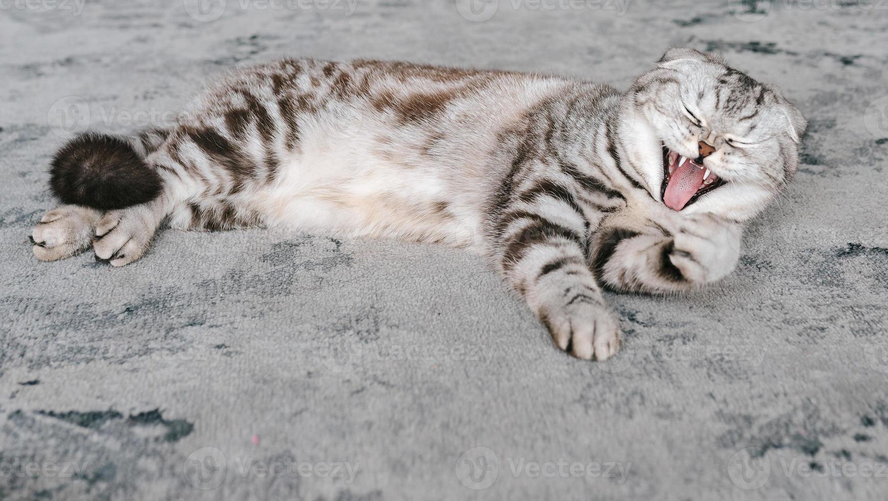 entzückende graue schottische katze, die auf grauem teppich legt. Haustiere, Pflege, Liebe, süßes Konzept foto