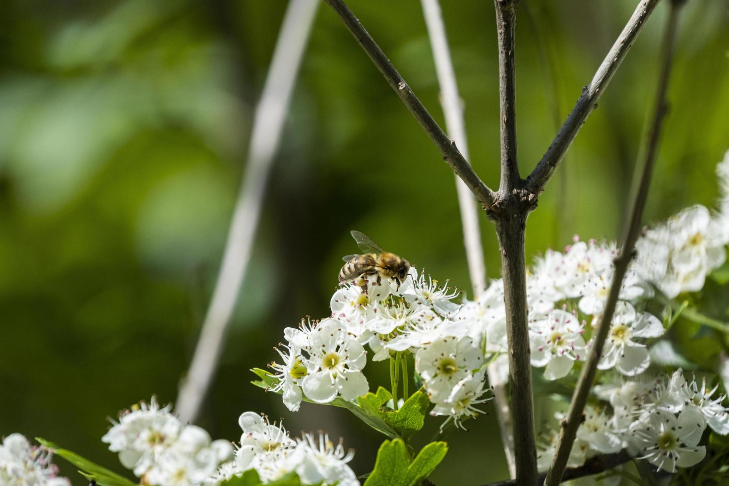 Nahaufnahme einer Biene auf den weißen Blüten foto