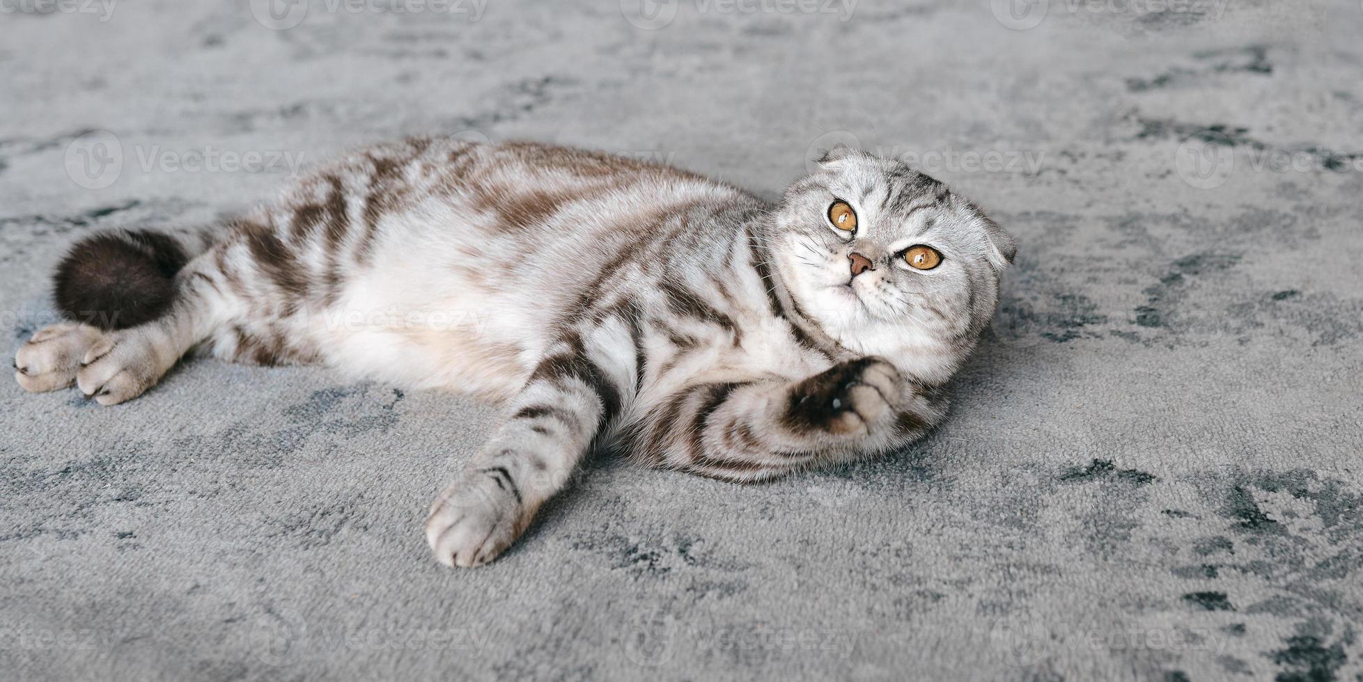 entzückende graue schottische katze, die auf grauem teppich legt. Haustiere, Pflege, Liebe, süßes Konzept foto