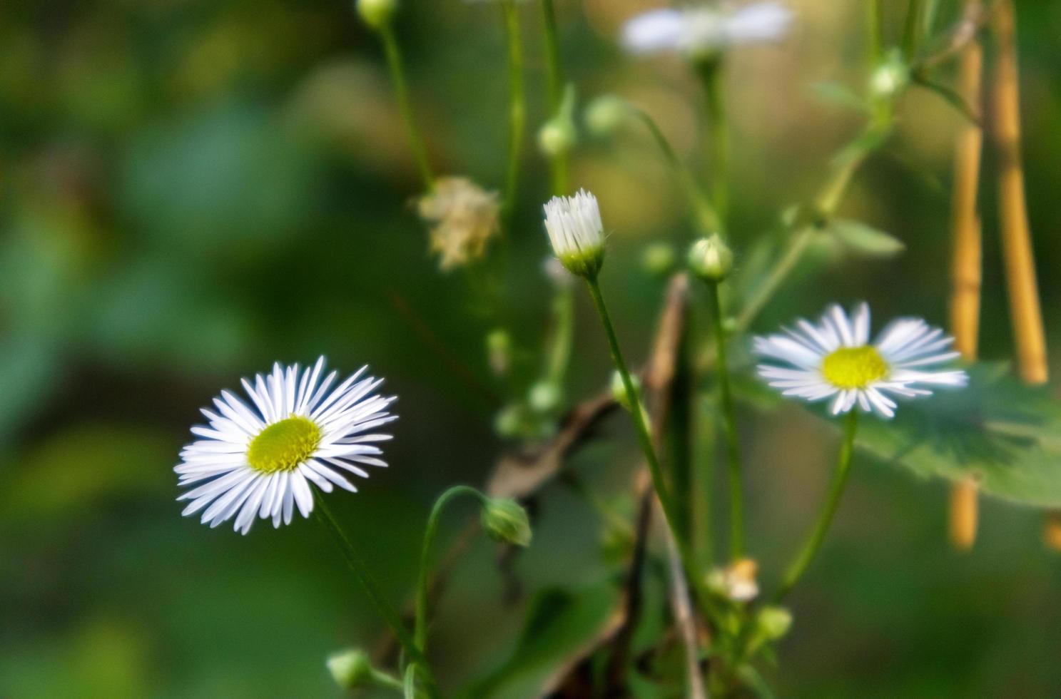 mehrjähriges Gänseblümchen. bellis perennis. Kamillenblüten im Frühjahr auf dem Rasen. Englische Kamille, viele weiße Blüten mit grünem Gras. foto