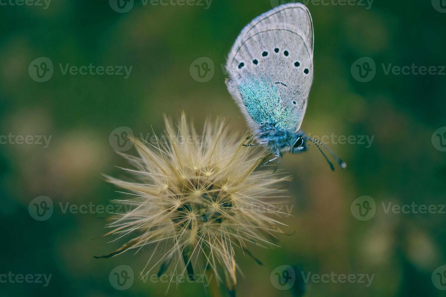 weiße Blumen- und Pflanzengärtnerhände, die Blumen und Pflanzen pflanzen, sind auf dem Gras in der Nähe eines unbemalten Holzes foto