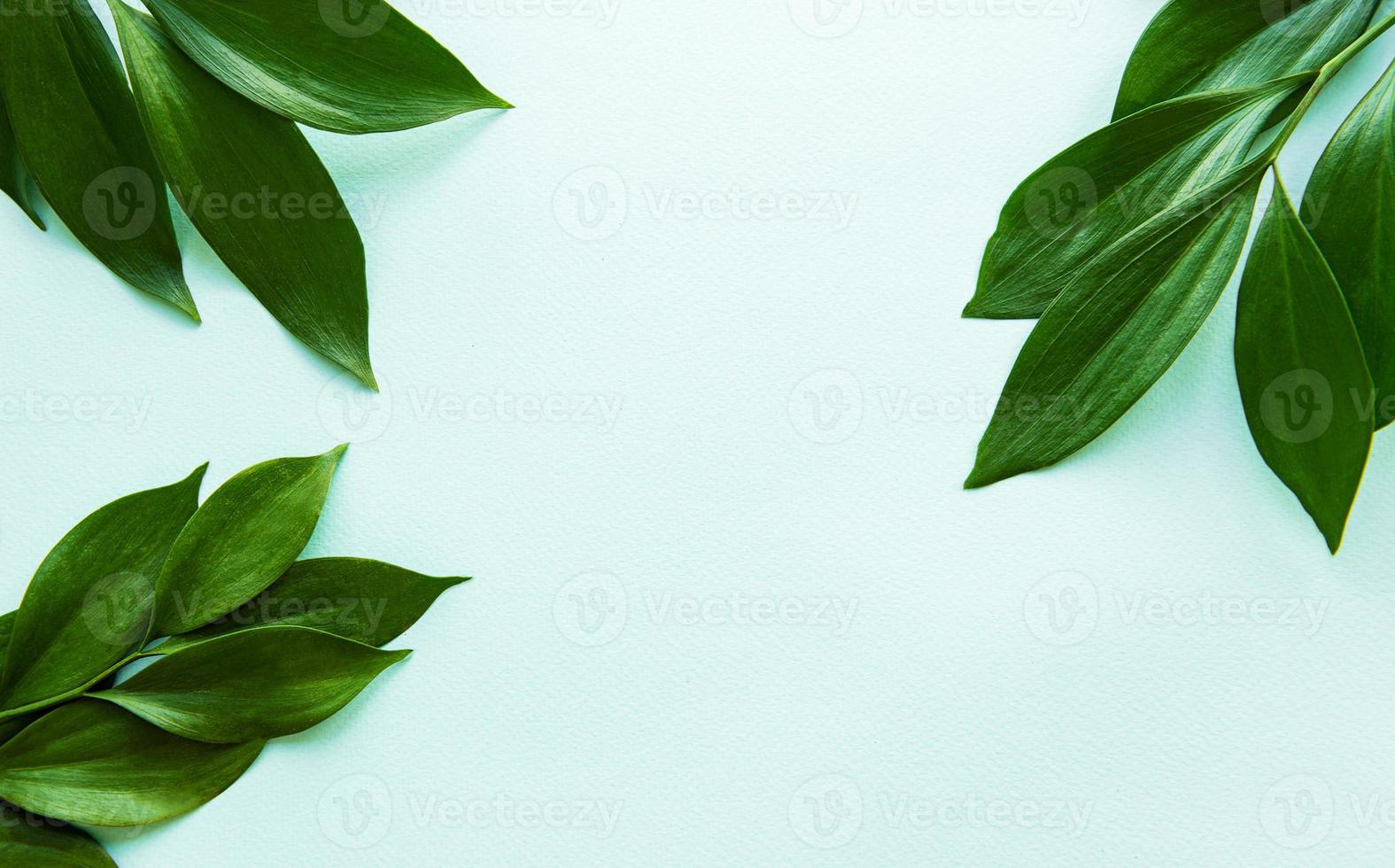 grüne Blätter auf grünem Hintergrund foto